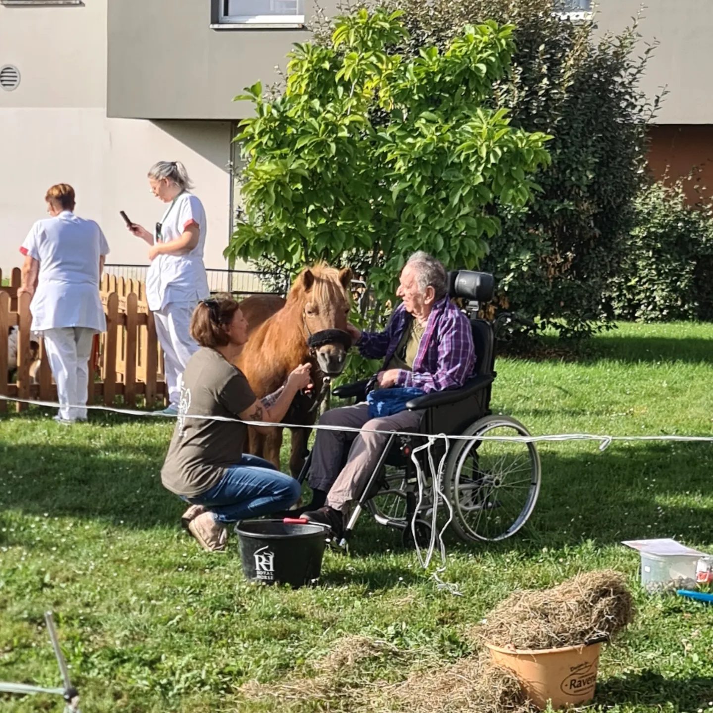 Médiation animale et équine à l'Ehpad Les jardins argentés d'Annoeullin