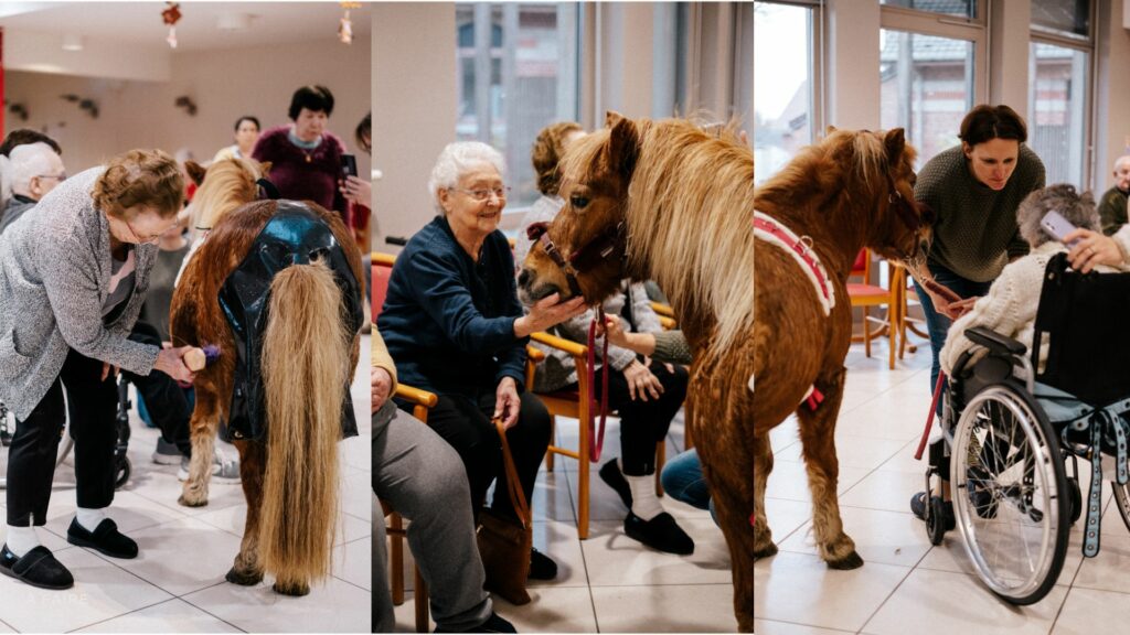 Les animaux en Ehpad, Médiation animale, Equithérapie dans le nord près de Lille