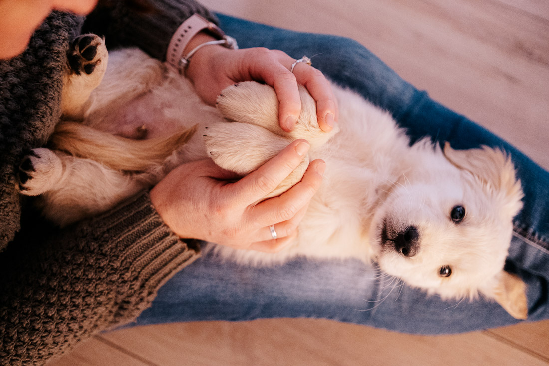 Les animaux de compagnie et particulièrement les chiens sont une source de bien-être. Médiation animale prés de Lille