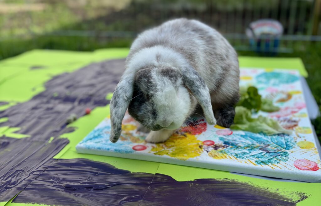 Un atelier de médiation animale tout en créativité avec des lapins près de Lille